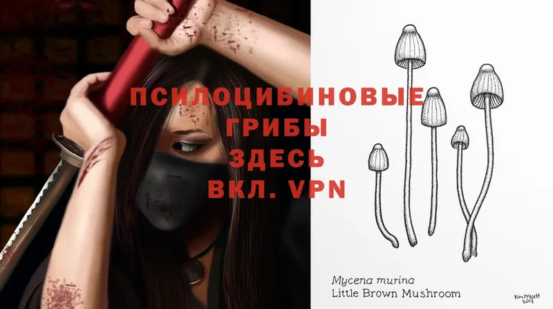 цены   Ахтубинск  Галлюциногенные грибы MAGIC MUSHROOMS 